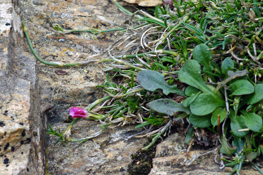 Petrorhagia saxifraga subsp. gasparrini/Garofanina spaccasas